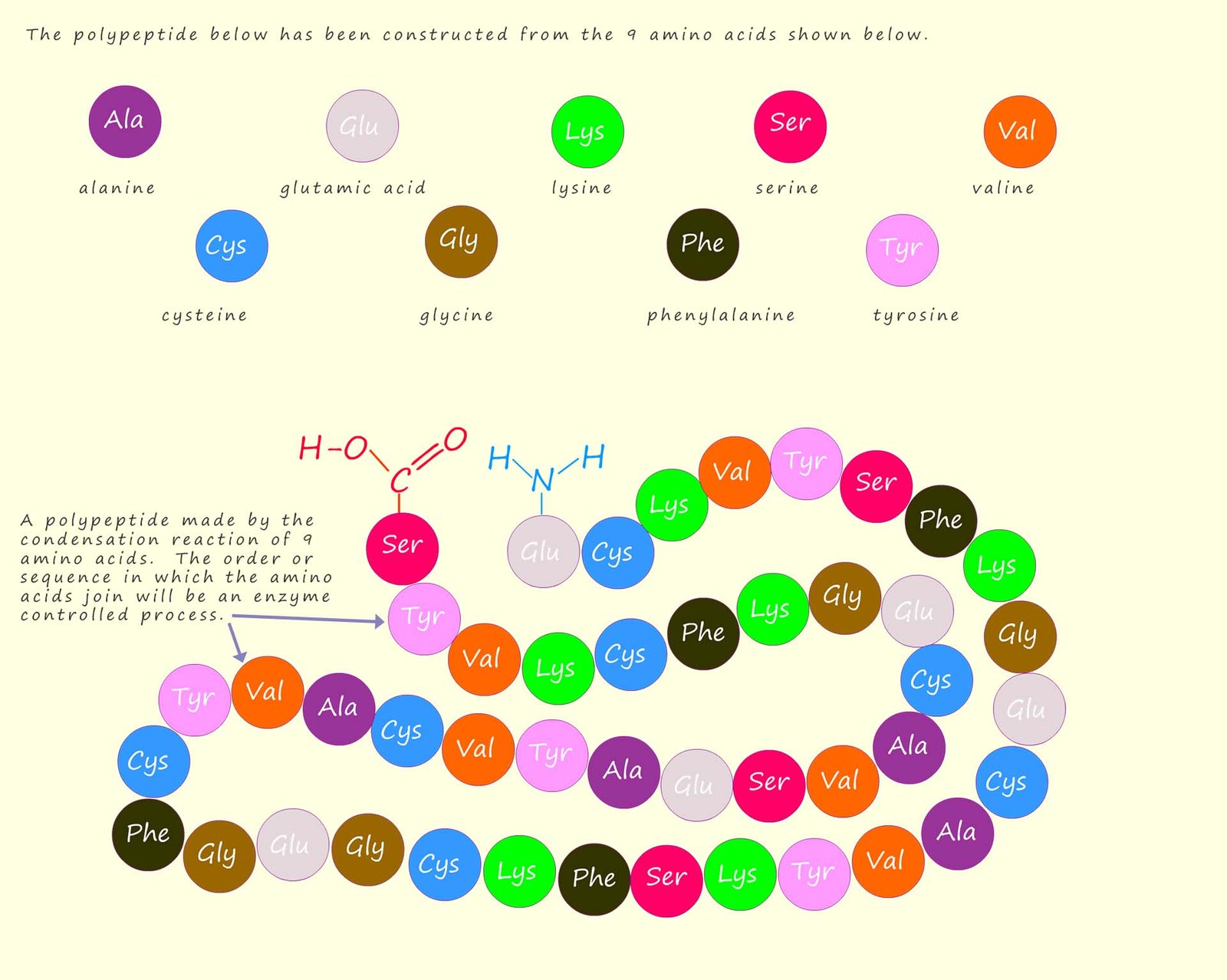  Image shows the primary structure of a protein, that is how the amino acids are sequence or arranged.